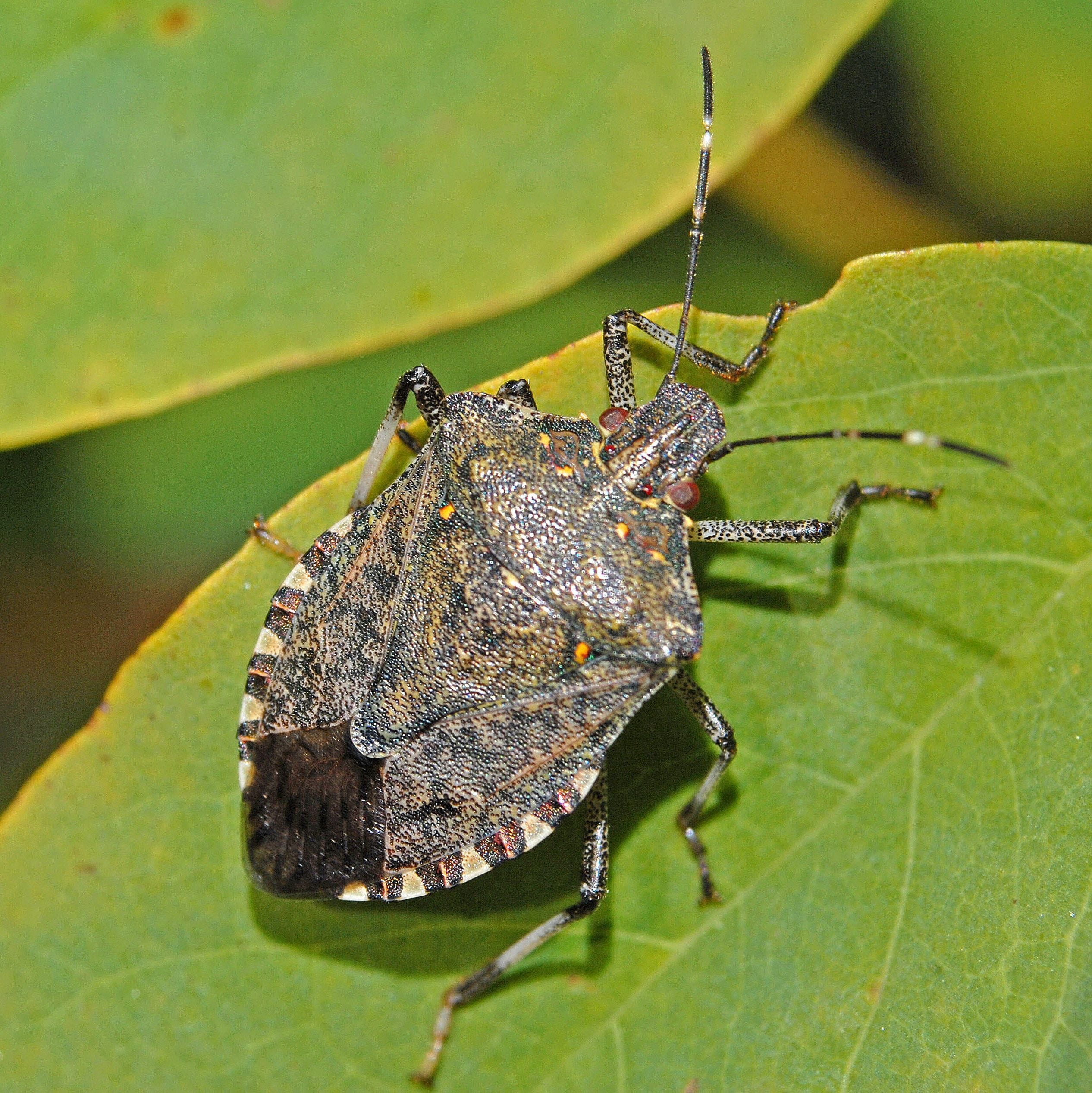 BROWN MARMORATED STINK BUG (BMSB SEASON 23/24) BROWN MARMORATED STINK BUG (BMSB SEASON 23/24)
